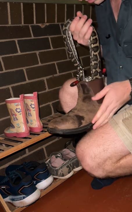 Robert Irwin discovers snake in his boot