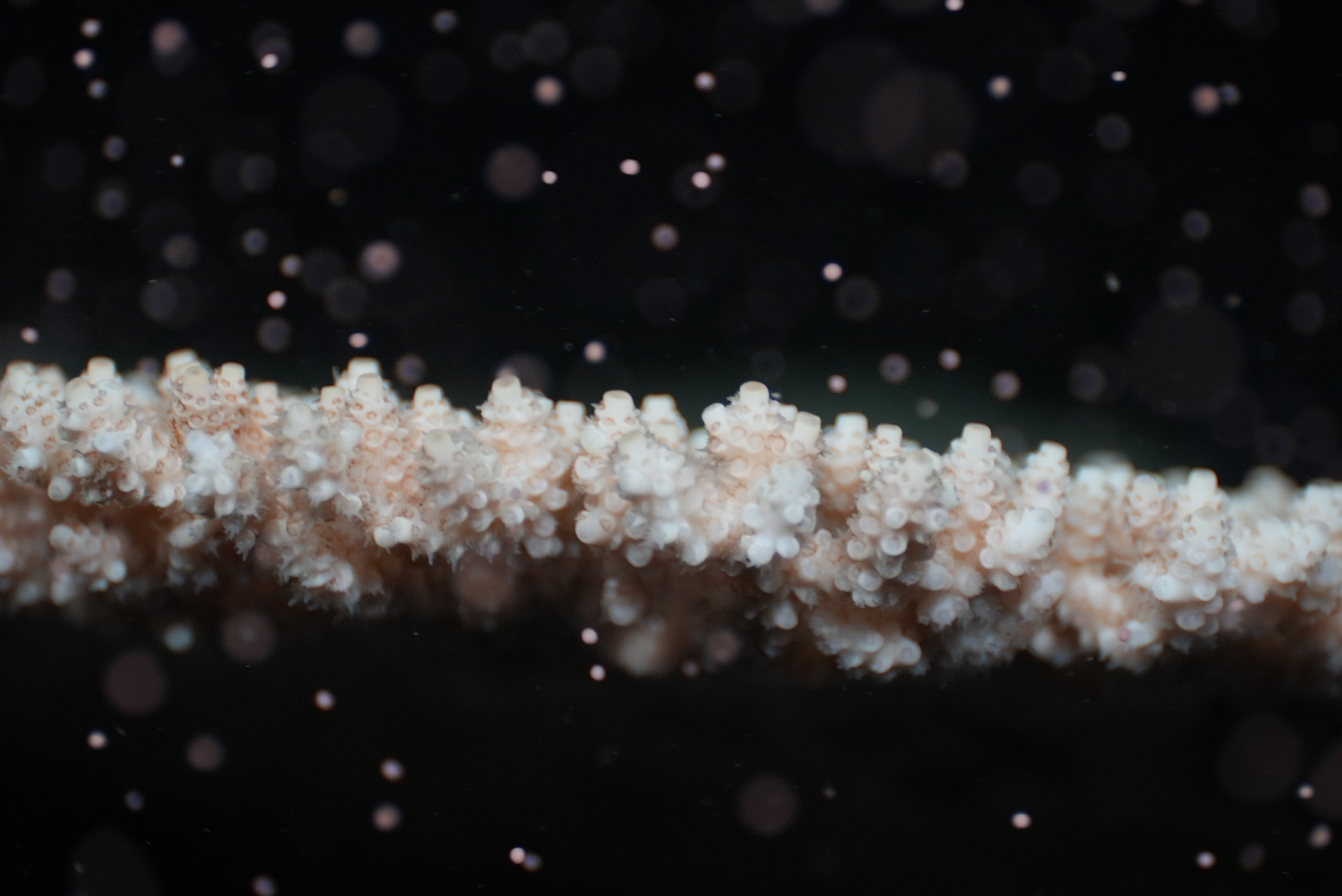 Coral spawn on Great Barrier Reef after the blood moon.