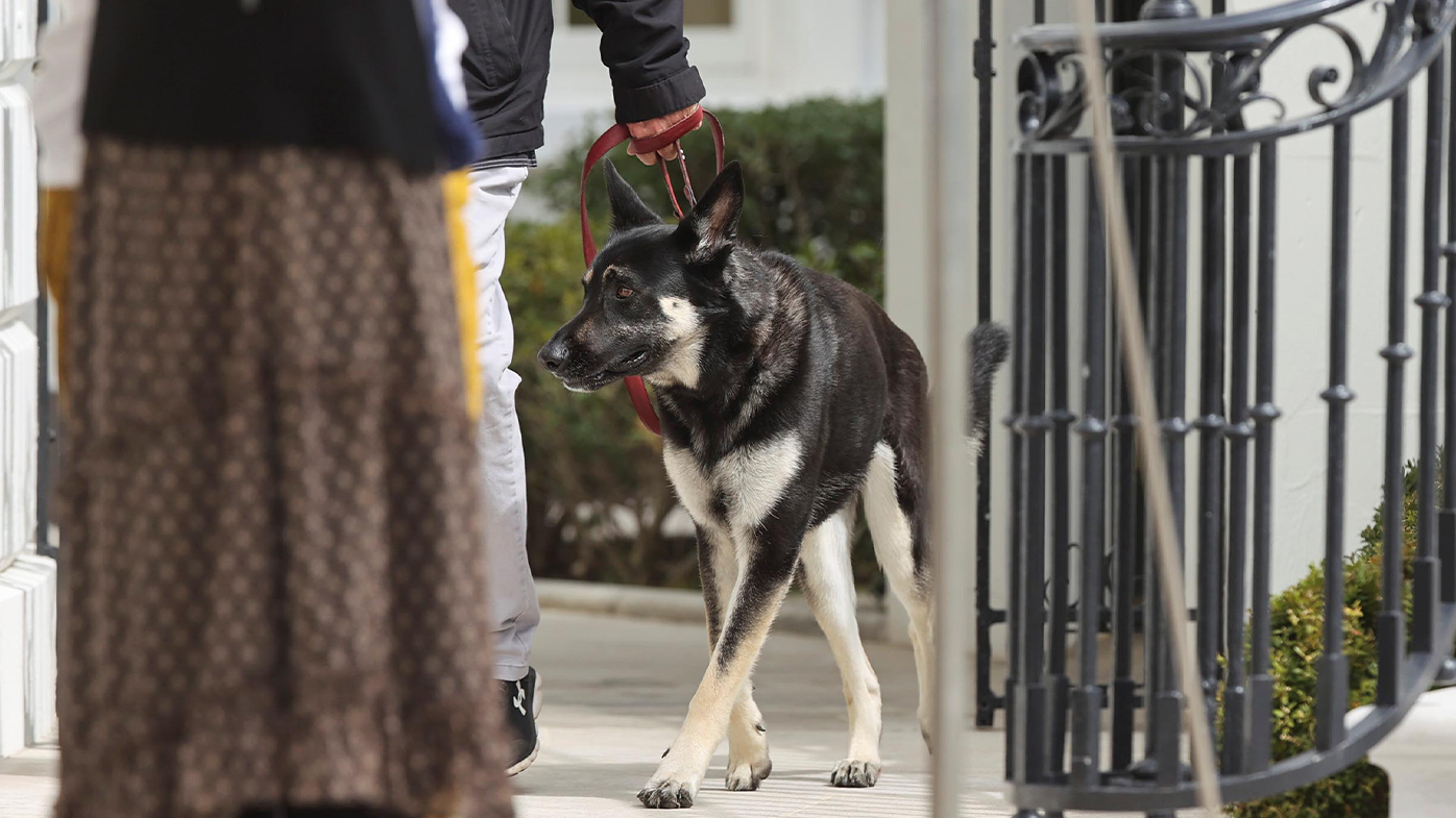 The Bidens' dog Major has been involved in another biting incident that required medical attention