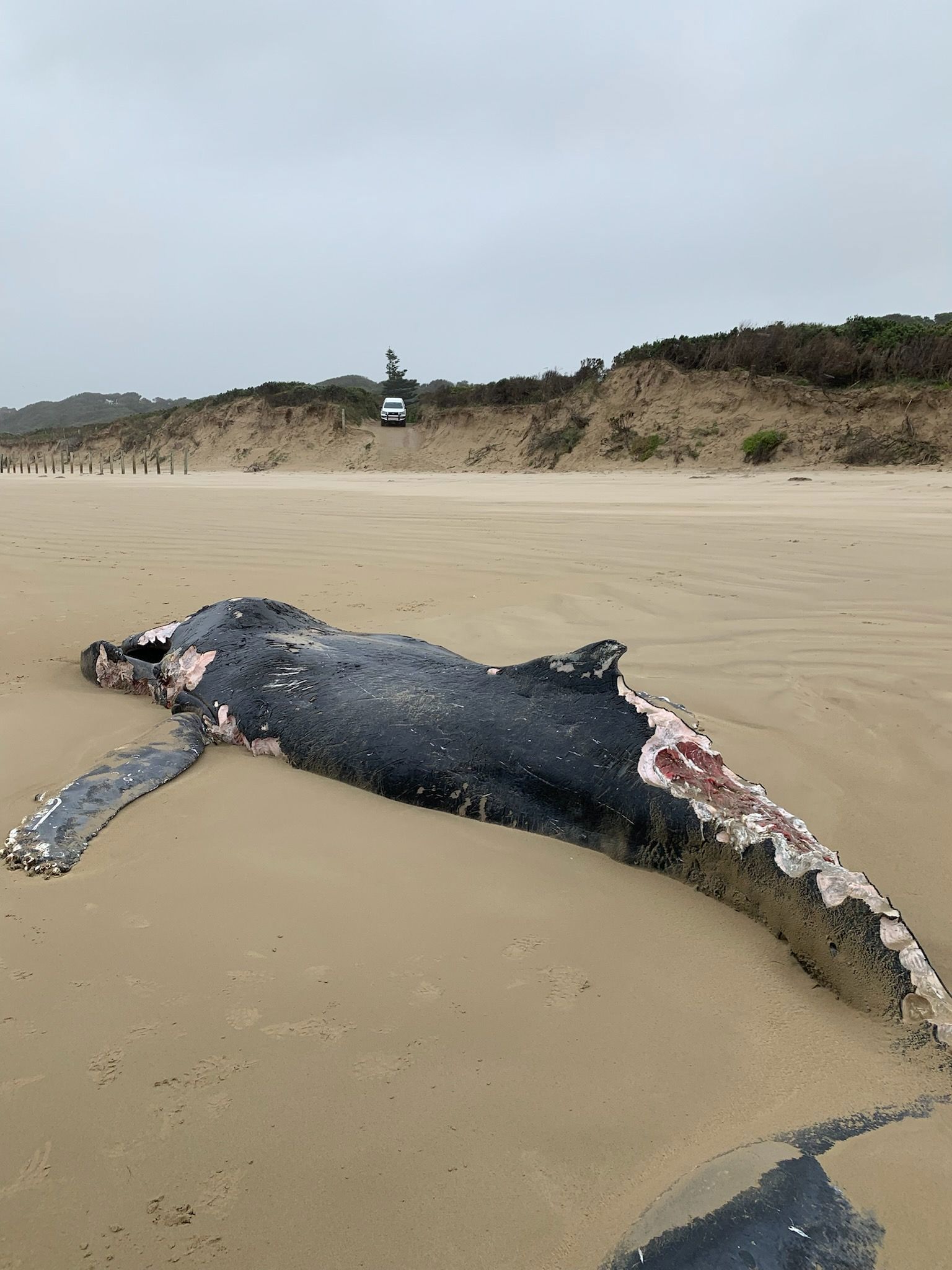 A﻿ dead juvenile humpback measuring eight metres has closed a Victorian beach until further notice due to fears the carcass could attract sharks. The whale washed up at Sandy Point Beach ﻿in the state's Gippsland region yesterday morning, a few hundred metres from the local surf life saving club.