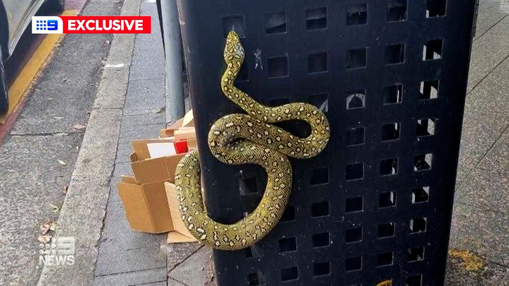 The python is estimated to be worth $1000.