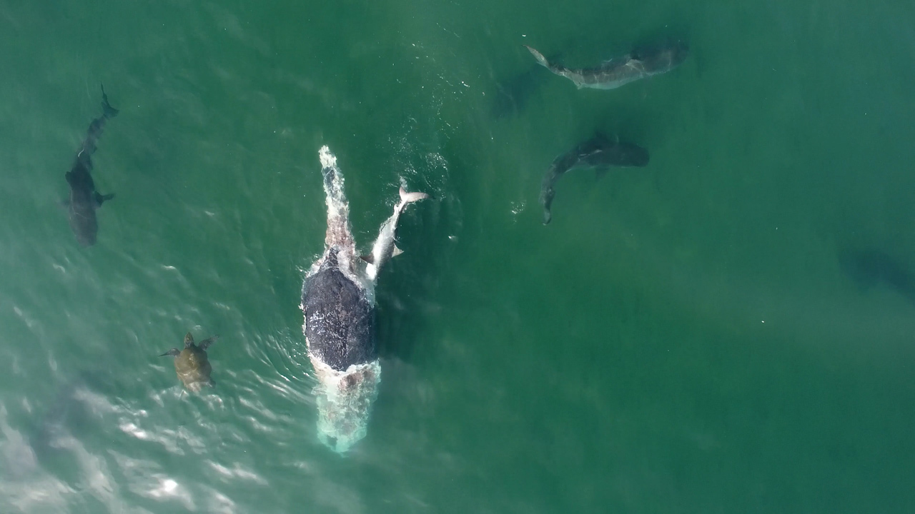"About 50 tiger sharks" were seen feasting on the whale, at one point a turtle also swam by.