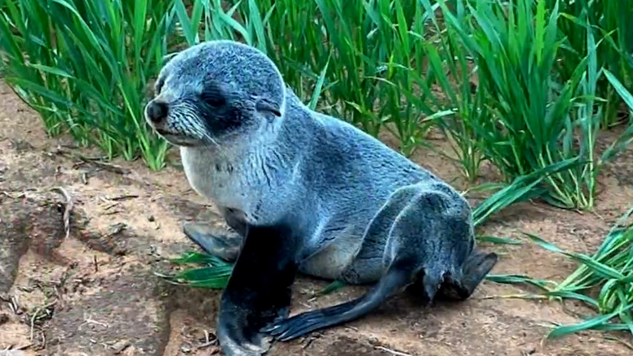 Seal pup found on South Australian farm, 3km from nearest beach