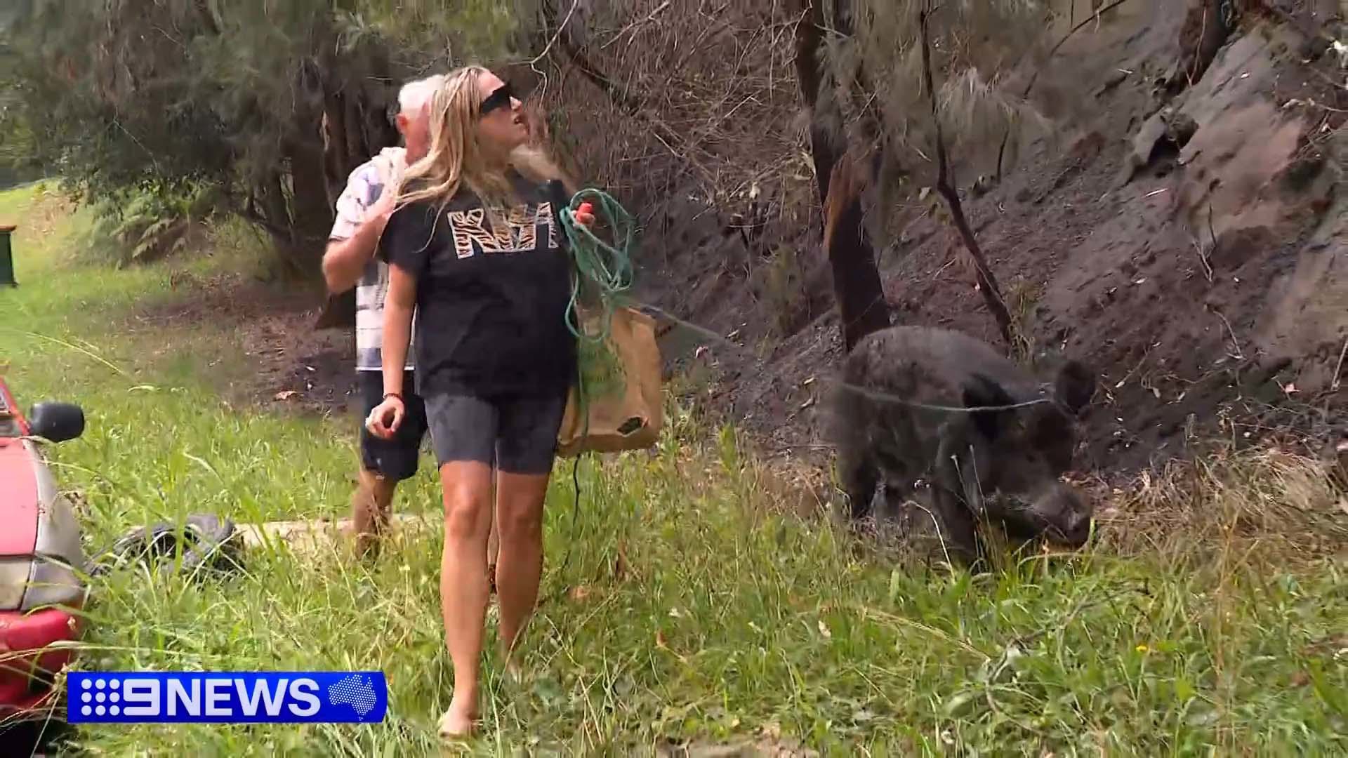 Brooke Hayward said she "lost everything" but there was a small joy today when she managed to track down her pet pig, Pumbaa.