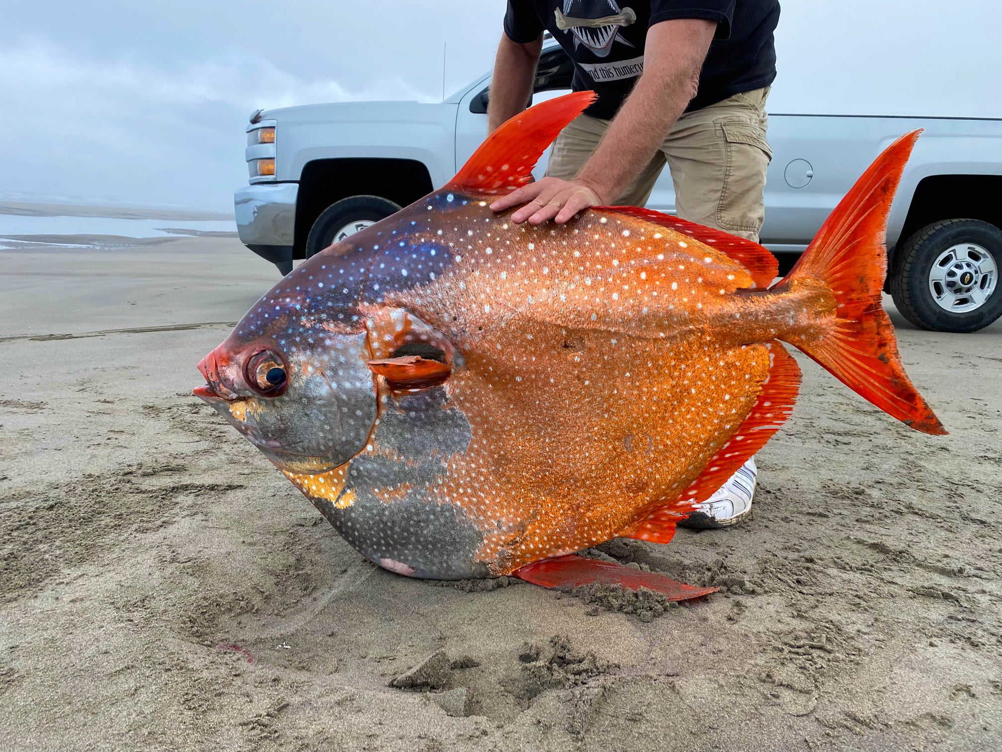 The opah fish is considered a "rare to the Oregon Coast."