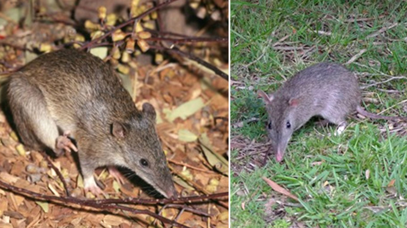 About the size of a rabbit, bandicoots can be riddled with ticks and carry them as they move around.