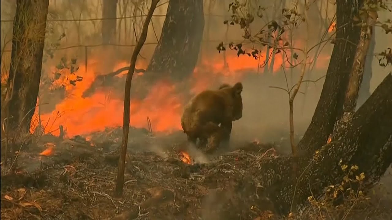 As the year came to a close, several states and territories, including NSW were scorched by horrific bushfires. While 14-year-old Lewis was rescued by a passing motorist, he sadly died from his injuries in the Port Macqaurie Koala Hospital a short time later.