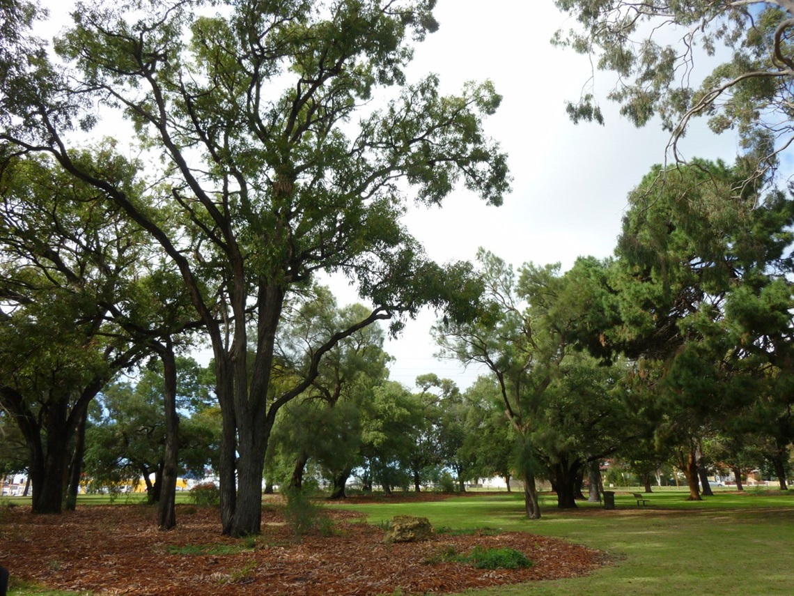 'Deeply disappointing': Council mishap sees unauthorised removal of 46 trees