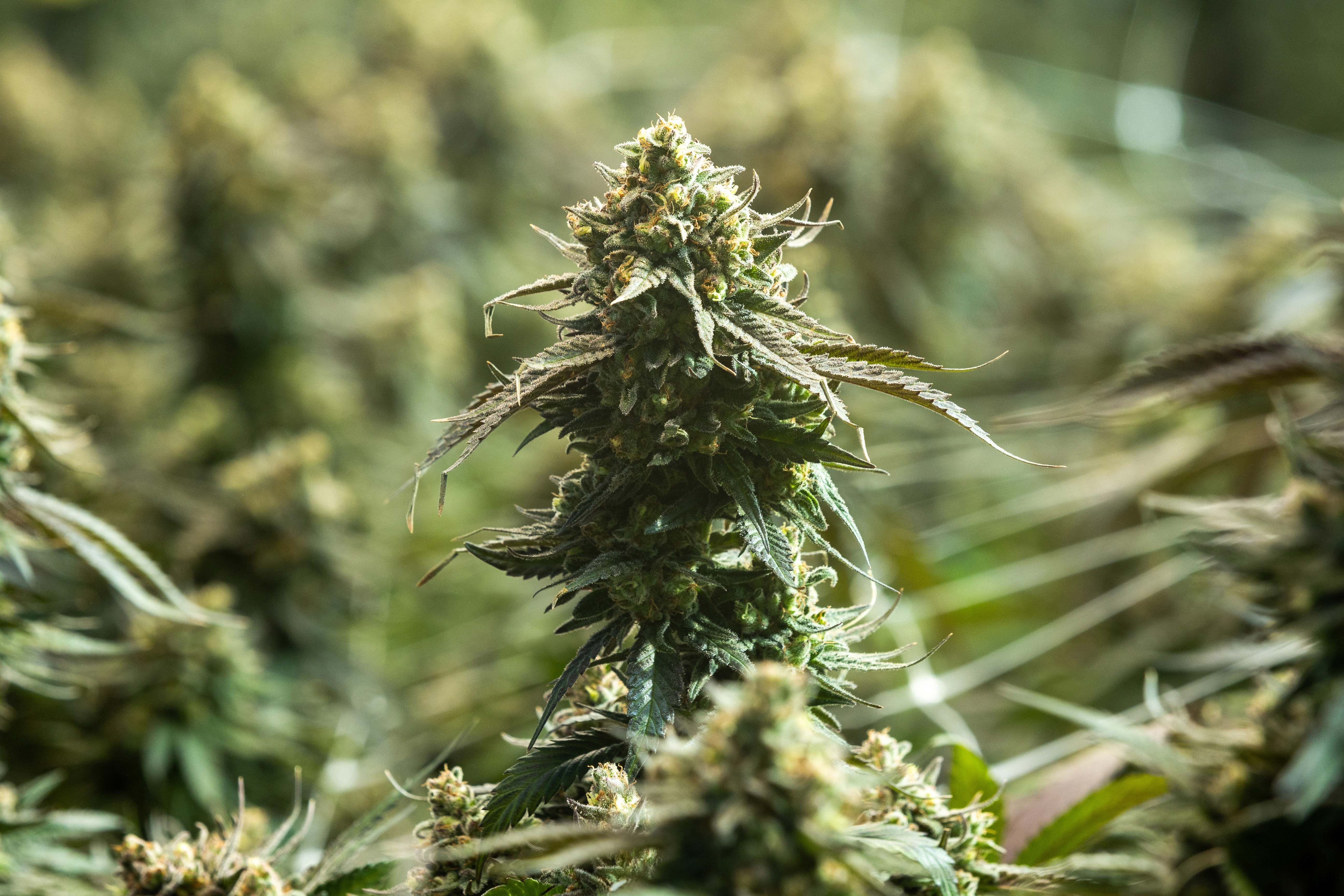 Medicinal cannabis use has exploded, but new research puts benefits in doubt