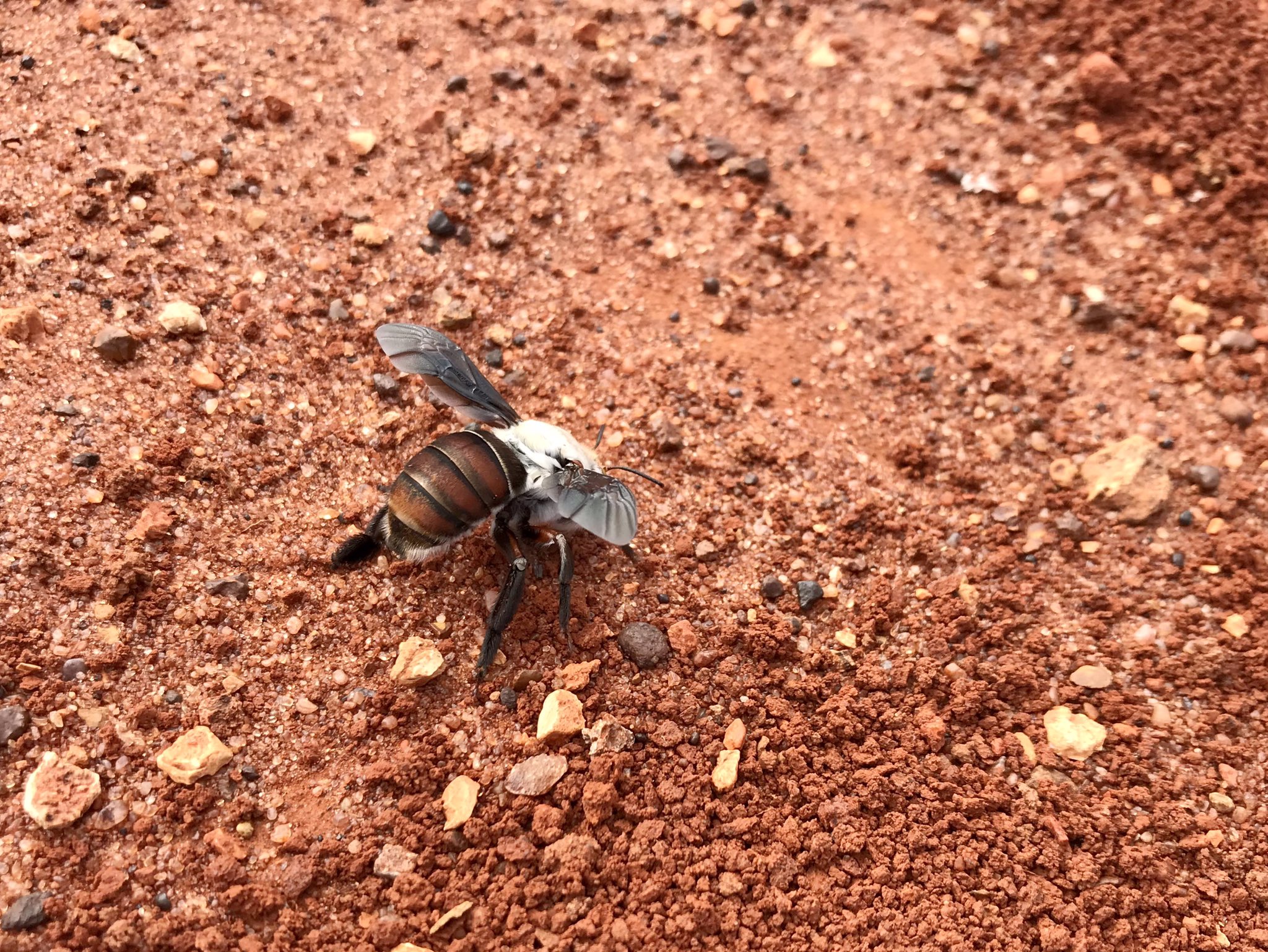 The Dawson's burrowing bee is typically harmless but females may sting if handled.