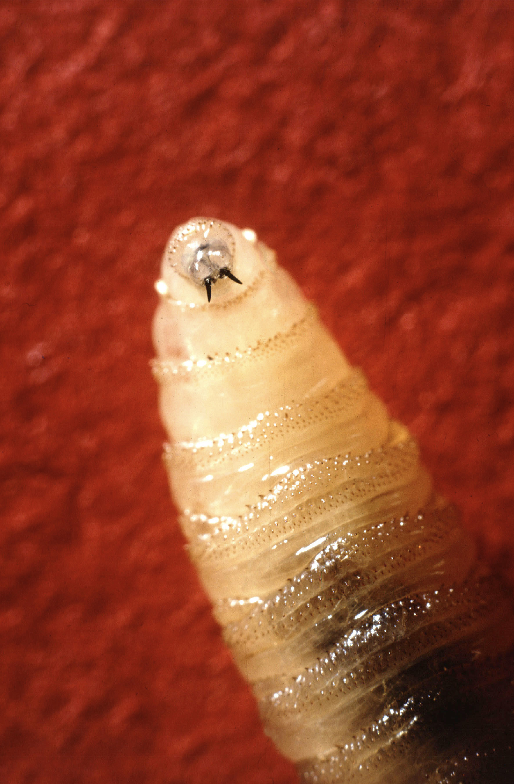 A New World screwworm larvae sits at rest in this undated photo. (USDA Agricultural Research Service via AP)