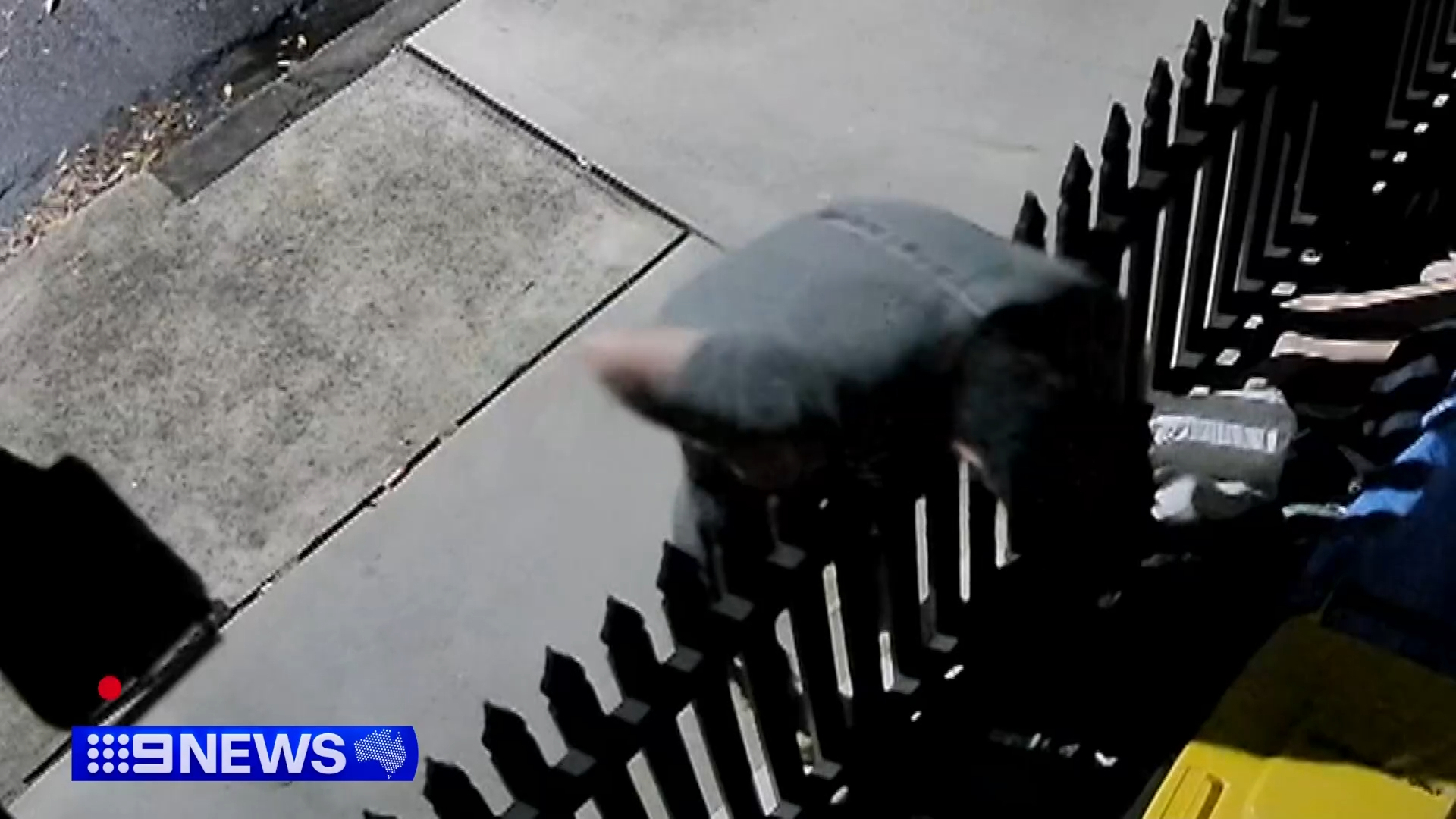 Alexandria stolen pugs, a man is wanted by police