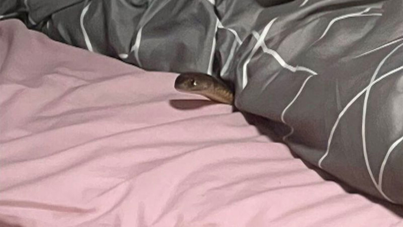 The eastern brown snake was spotted poking out from under the woman's doona after she was bitten.