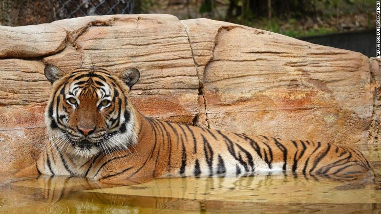 Eko, a Malayan tiger, arrived at the Naples Zoo in 2019.