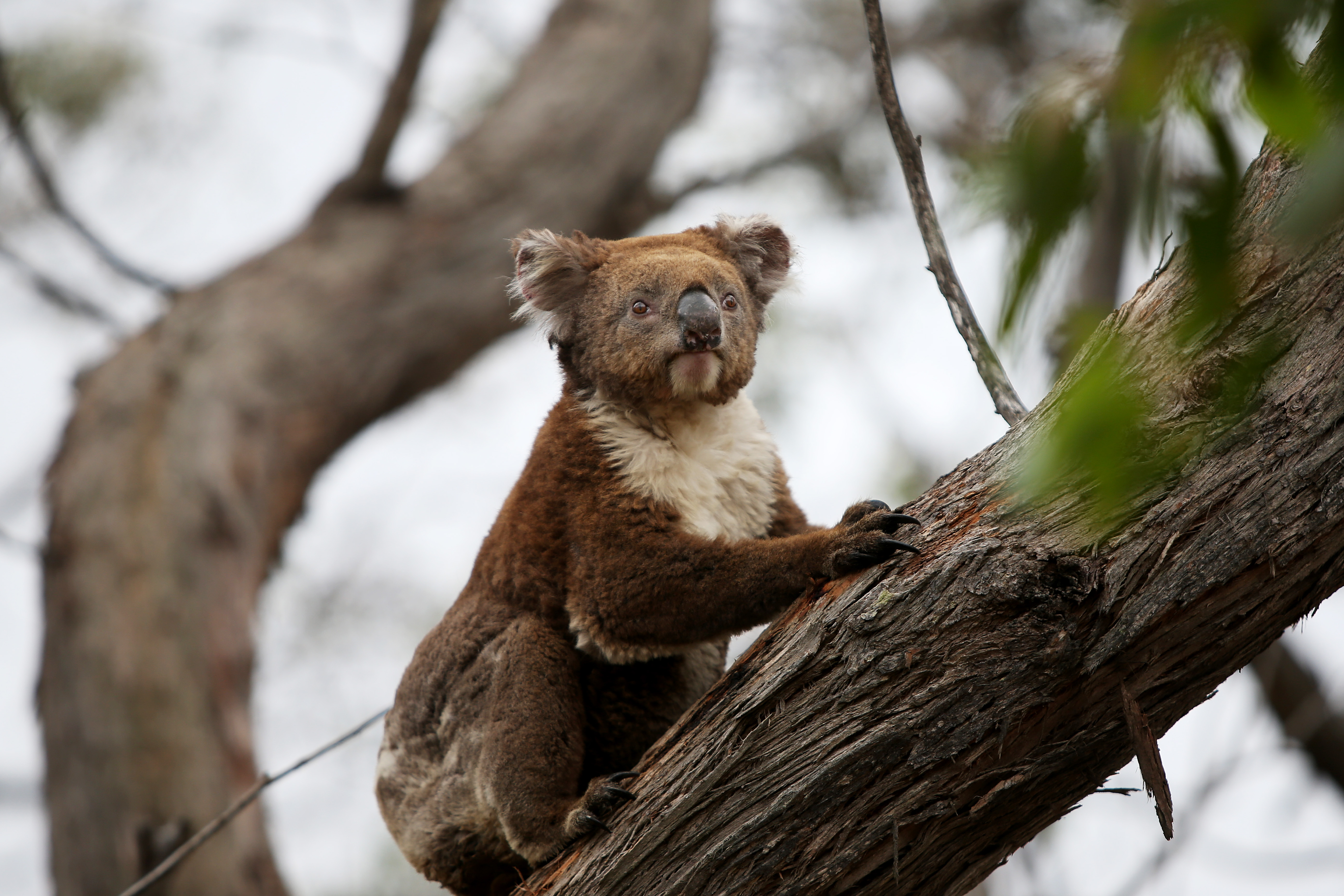 Bushfires Koala Deaths A Catastrophe But Extinction A Long Way Off Say Wildlife Experts