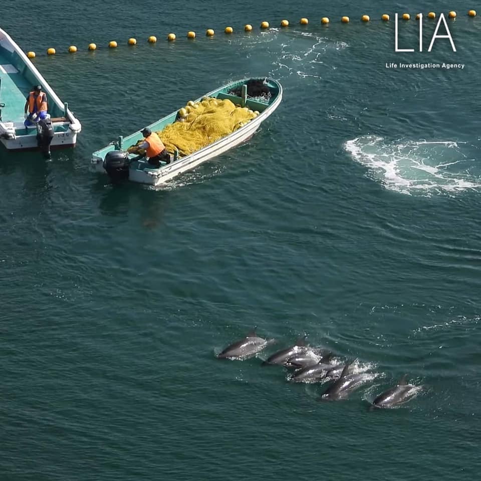 Seven bottlenose dolphins were captured on the first day of the hunt. They will be sold to aquariums for captivity.