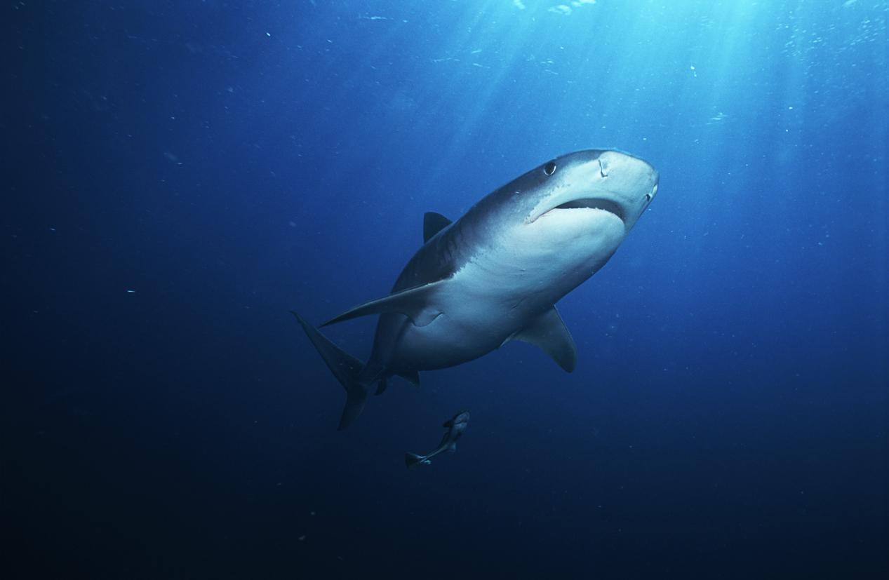 Tiburón tigre (galelcerdo cuvieri), vista submarina