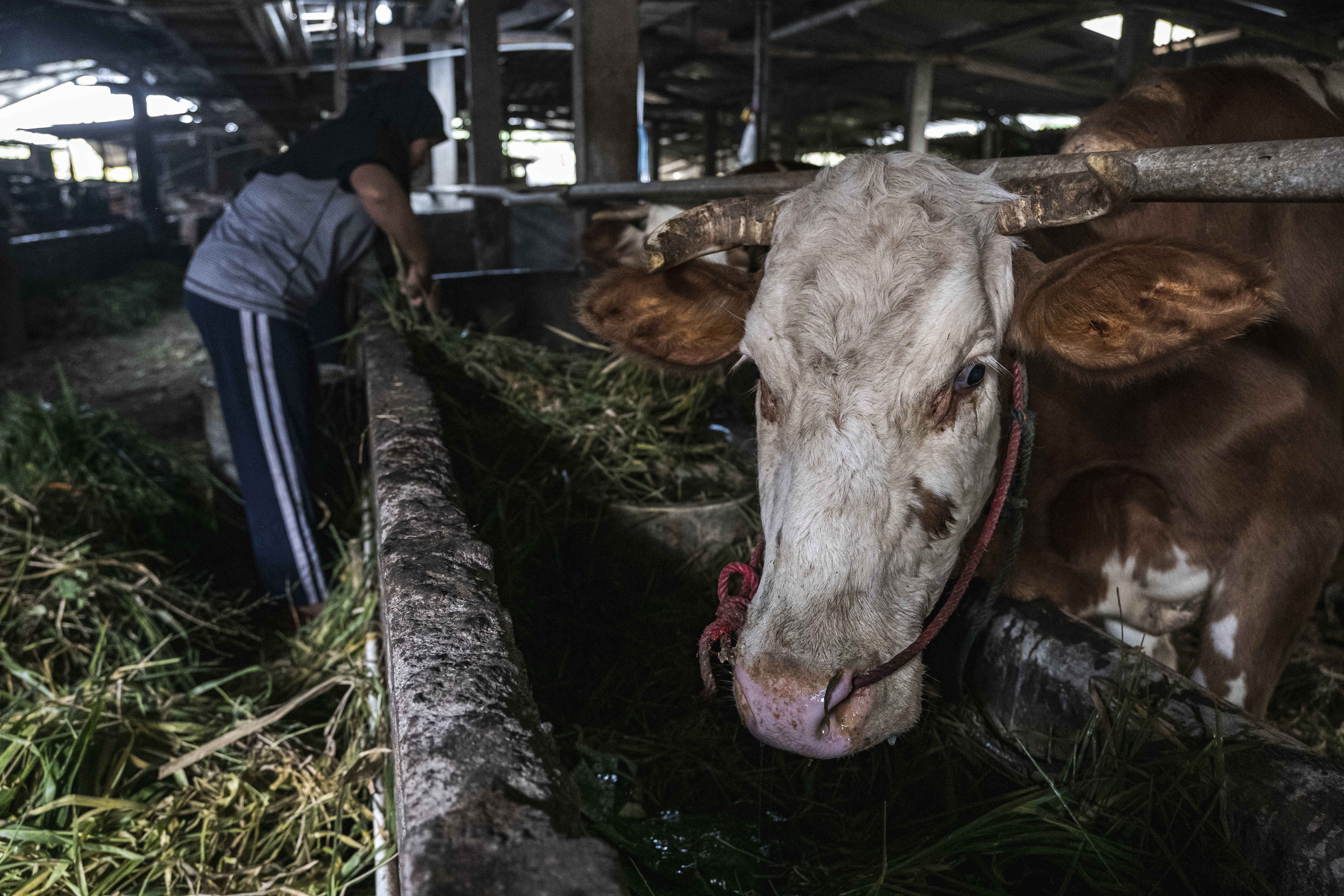 YOGYAKARTA, INDONESIA - JULY 22: Cows are seen on a cattle farm that has been infected with foot and mouth disease on July 22, 2022 in Yogyakarta, Indonesia. Indonesia is battling an outbreak of foot and mouth disease, a highly-contagious disease that affects hooved animals such as cows and pigs and threatens to devastate the livestock industry if not erradicated. (Photo by Ulet Ifansasti/Getty Images)