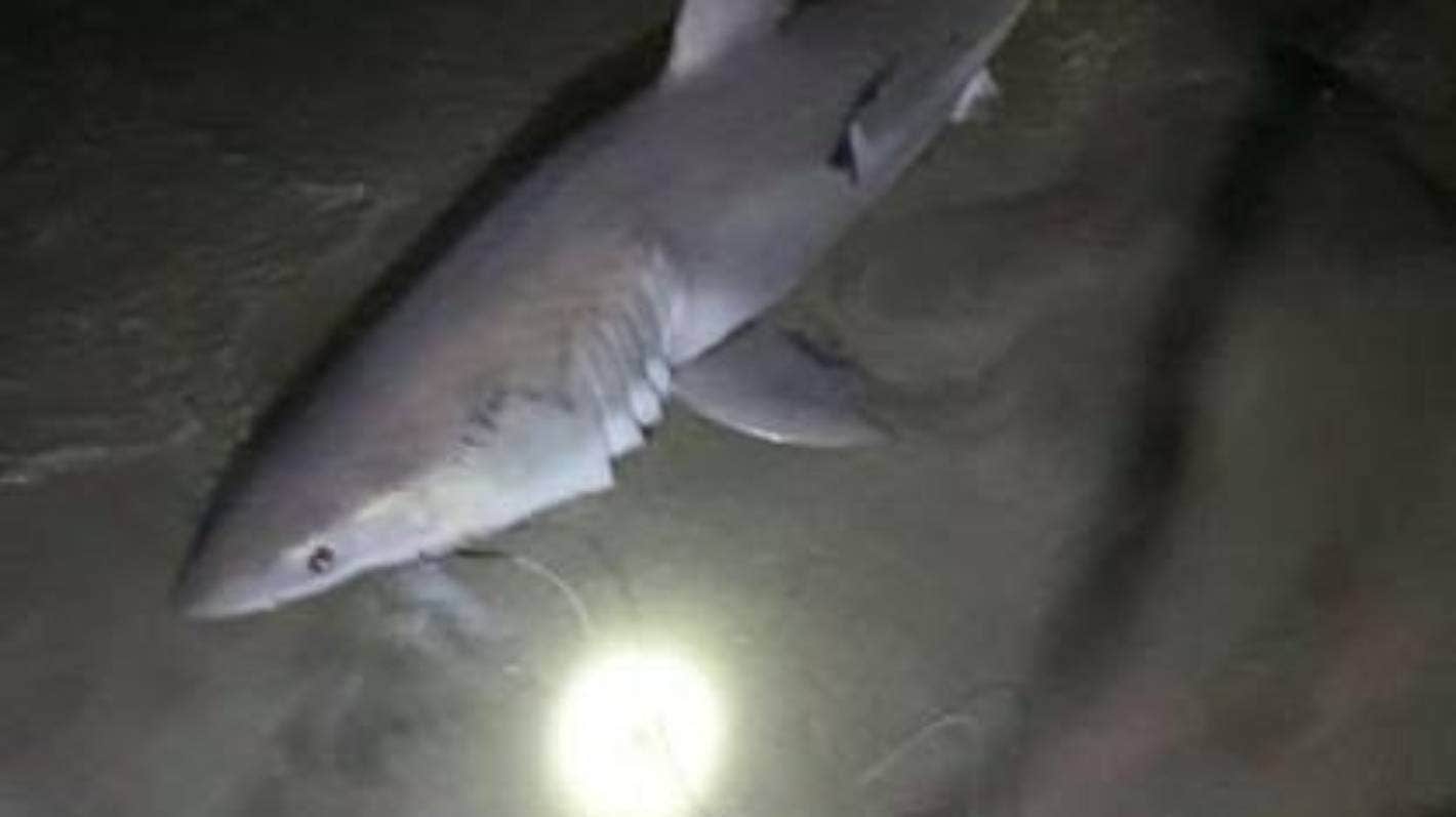 A baby Great White that Lonergan and his girlfriend caught at Bowentown's Cave Bay in November last year