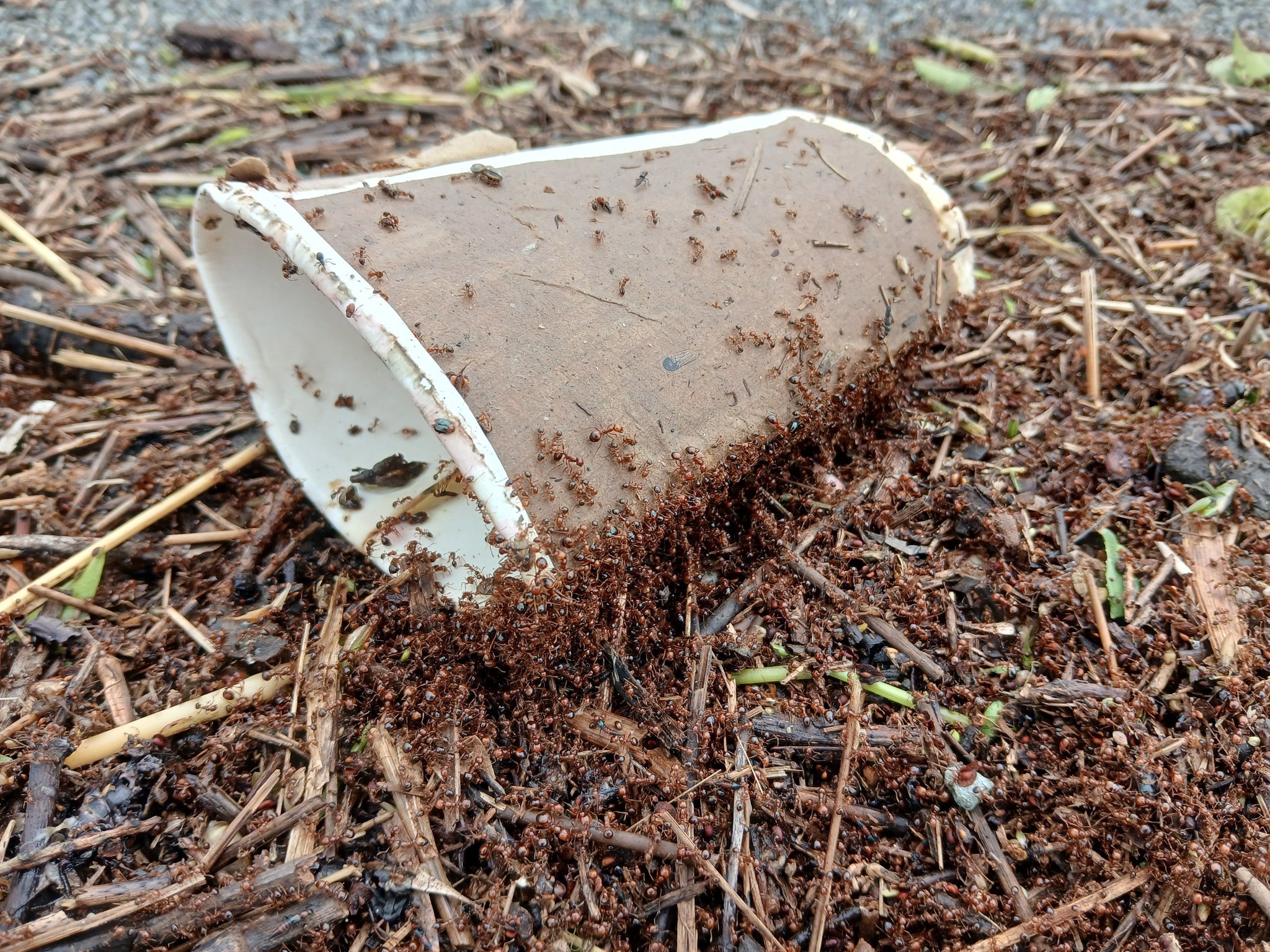 Fire ant infestation risk after Queensland flooding from ex-Cyclone Alfred