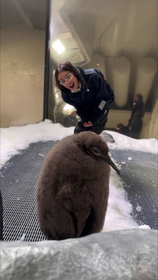 Olivia Rodrigo meets pesto the penguin