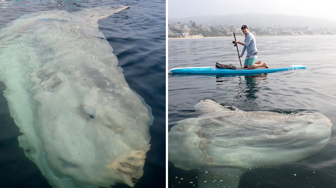 The encounter occurred a couple hundred metres from shore.