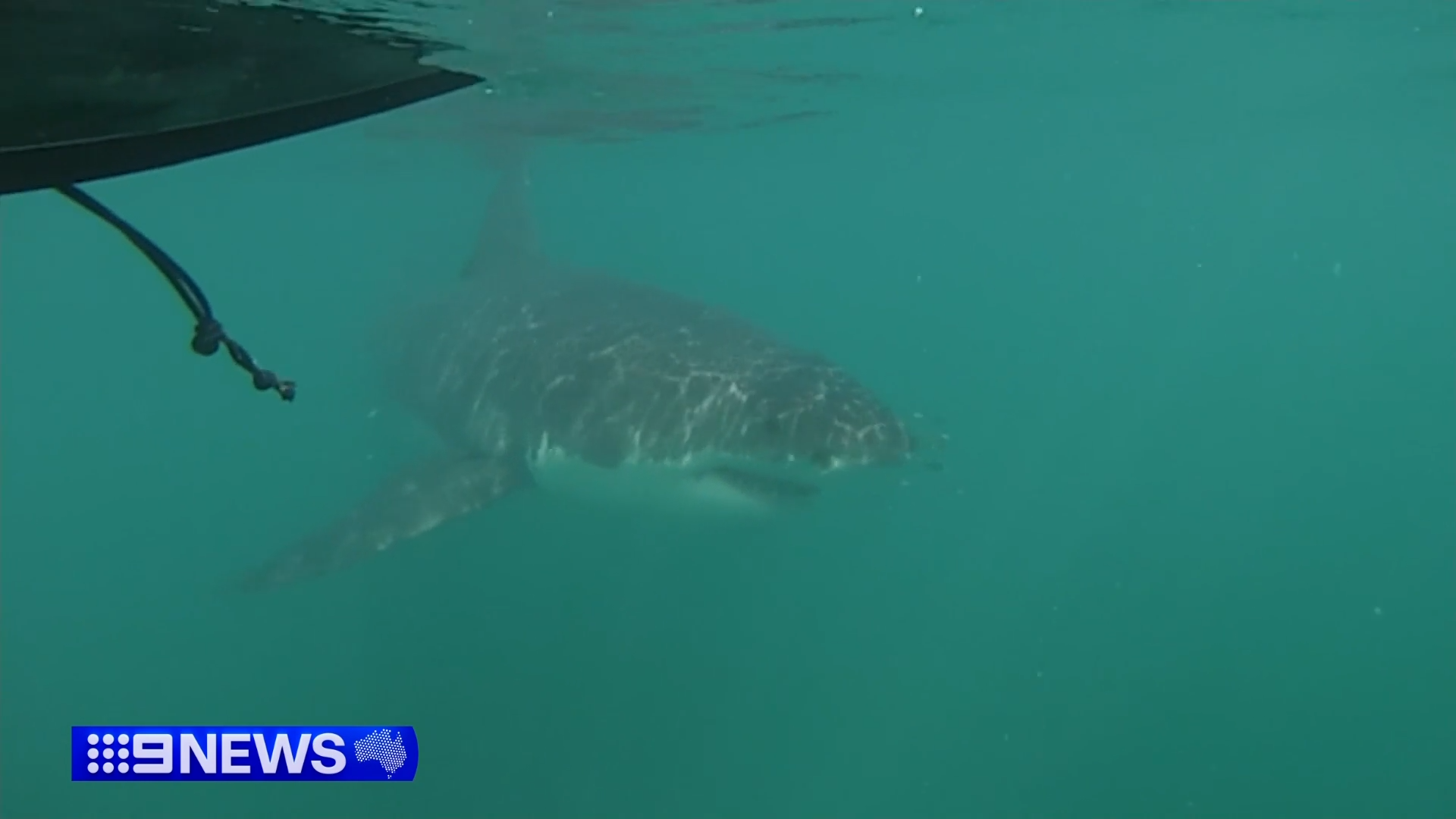 A group of Western Australian sea kayakers have come face-to-face with a five metre great white shark for the second time in four days.