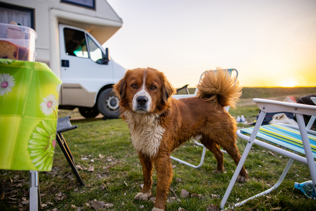 Dog enjoy the sunset in the nature
