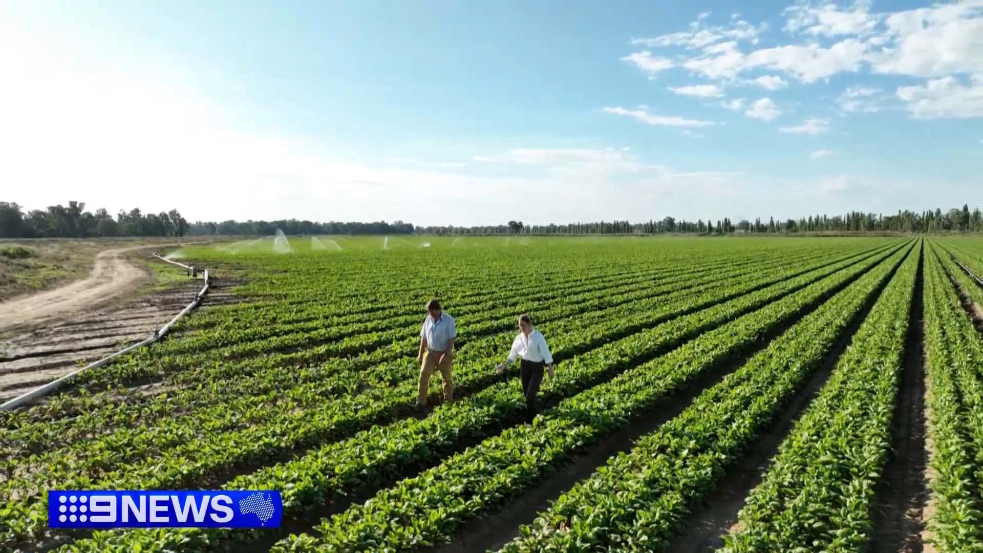 Crippling fuel and fertiliser shortages are forcing Australian farmers to make gut-wrenching decisions that could affect our food supply.Some growers are now abandoning planting crops this season, a move that could trigger a nationwide food crisis for months.
For farmers in the NSW Central West the fuel crisis is the breaking point in a string of relentless hardships.