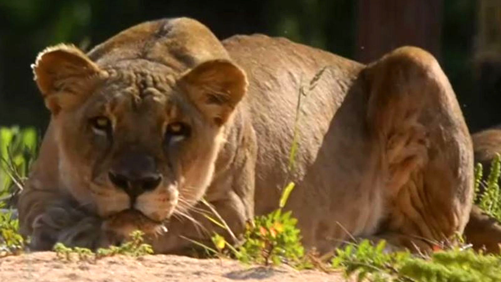 Zookeepers administered antigen detection tests and all of them tested positive for SARS-CoV-2. Pictured is one of three female lions.