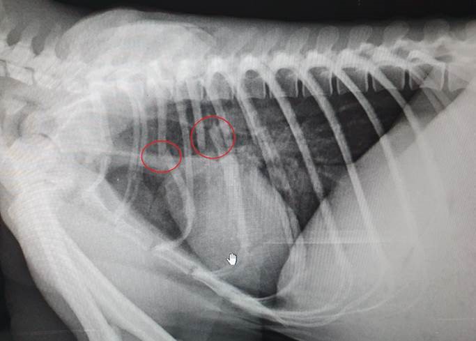 An X-ray showing Fluffy's multiple rib fractures.