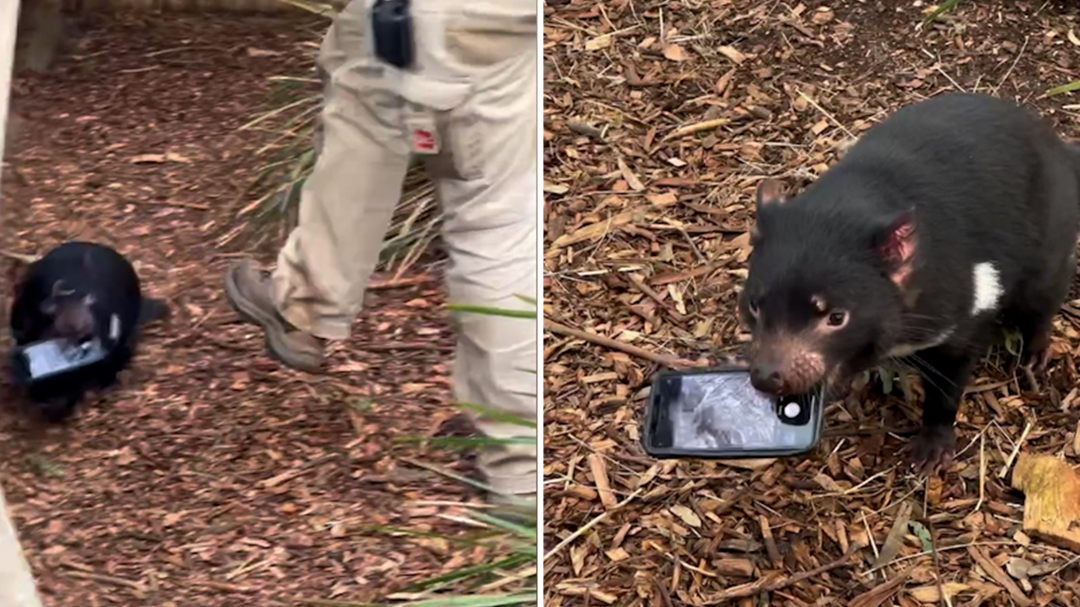 A Tasmanian devil has gone toe-to-toe with wildlife keepers after the marsupial mistook a visitor's phone for a chew toy.