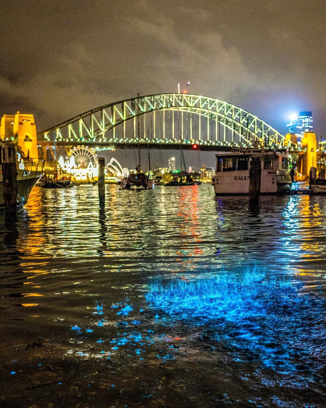 Bioluminescence lit up the waters of Sydney Harbour this week.