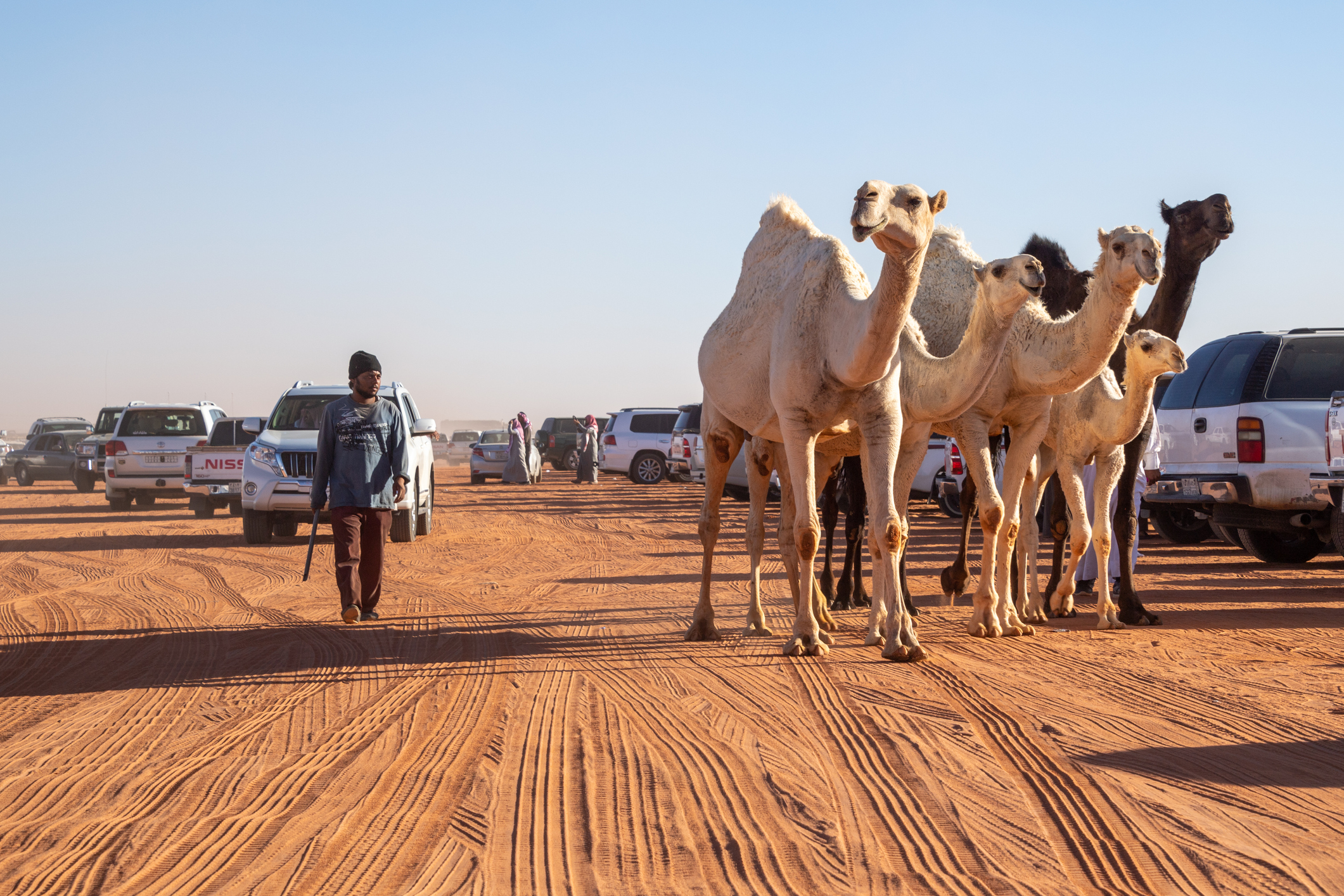 King Abdulaziz Camel Festival