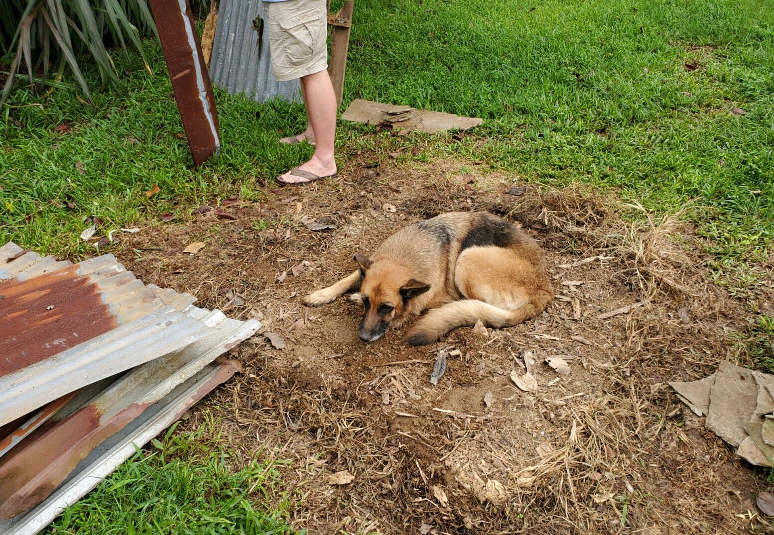 doghouse struck by meteorite christie's auction roky