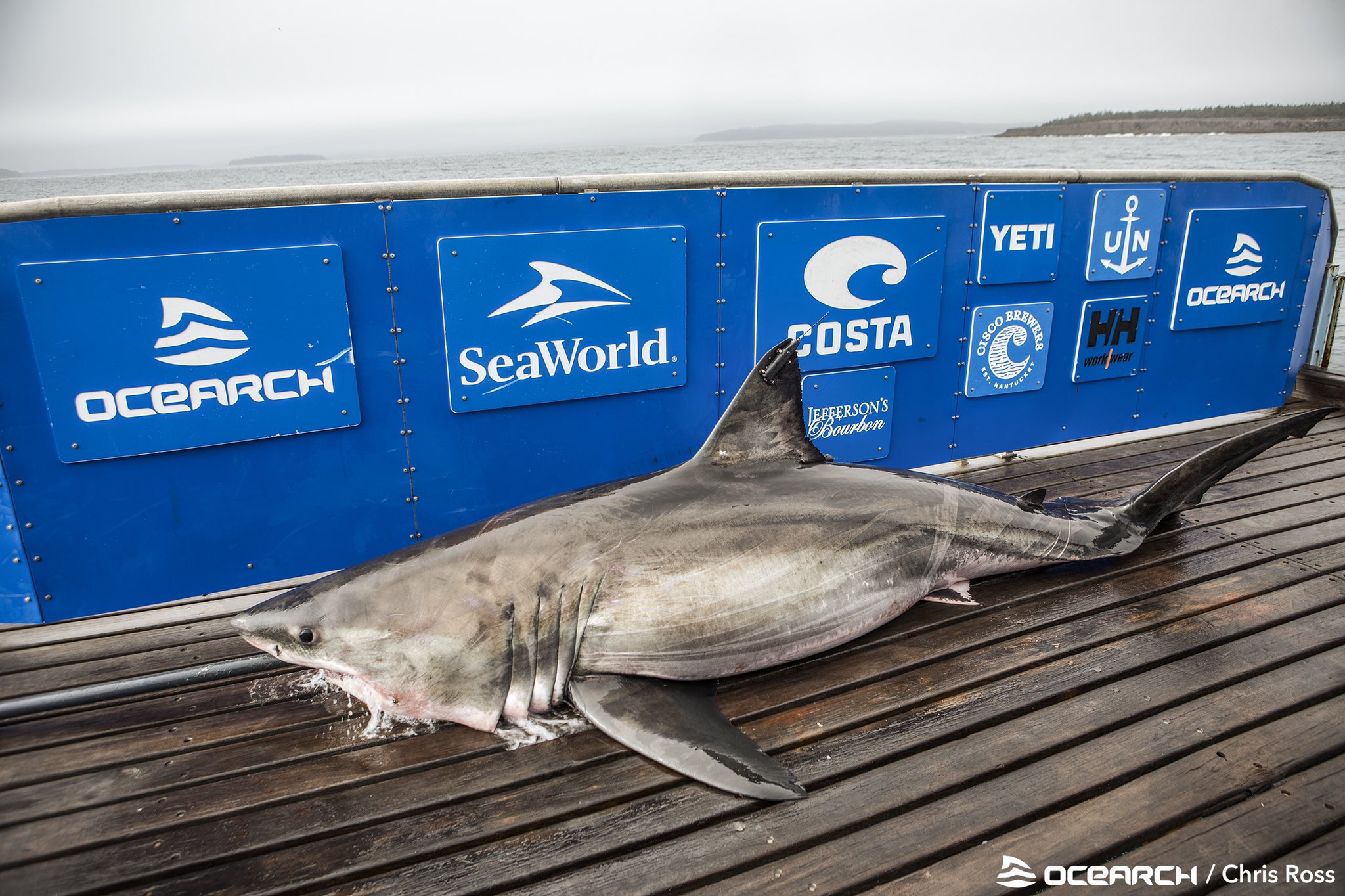 worlds fattest shark