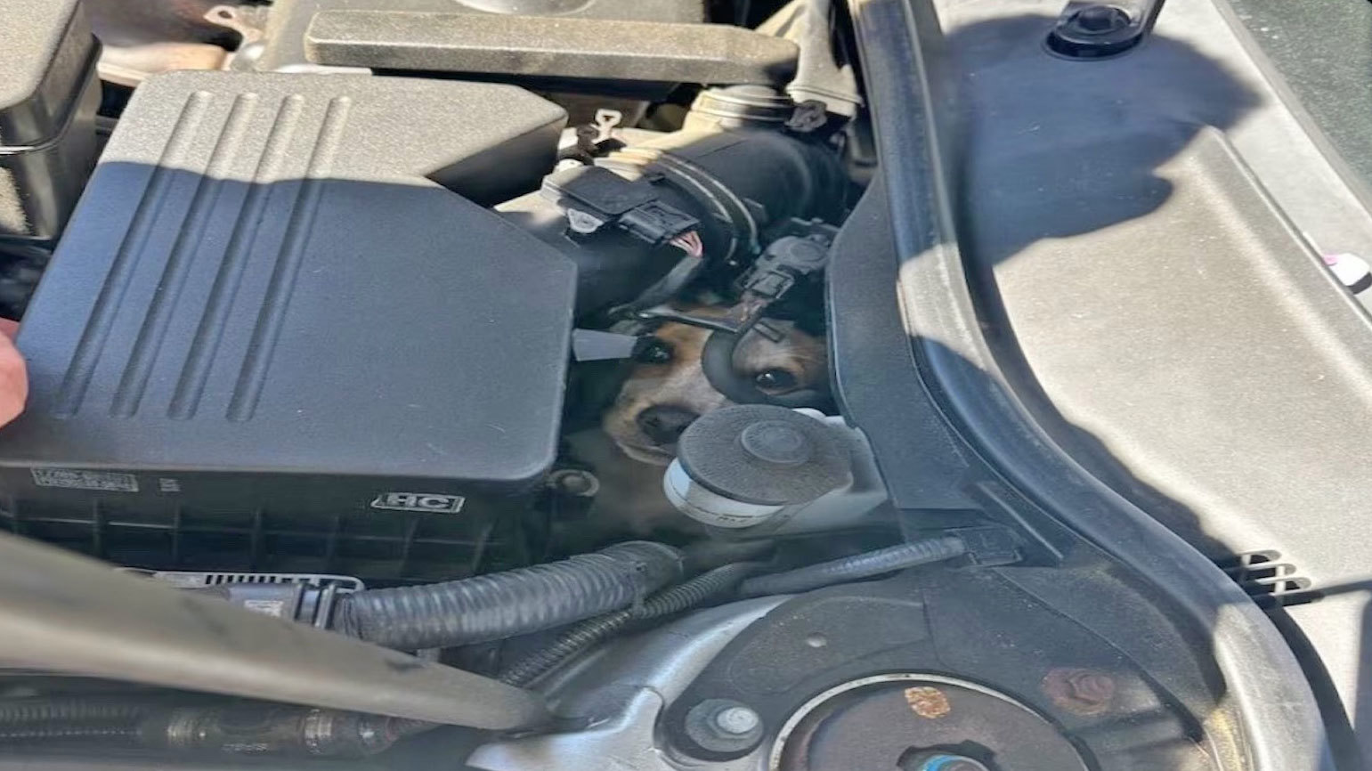 Un equipo de bomberos en los EE. UU. rescató a un perro después de que quedó atrapado en el compartimiento del motor de un automóvil.