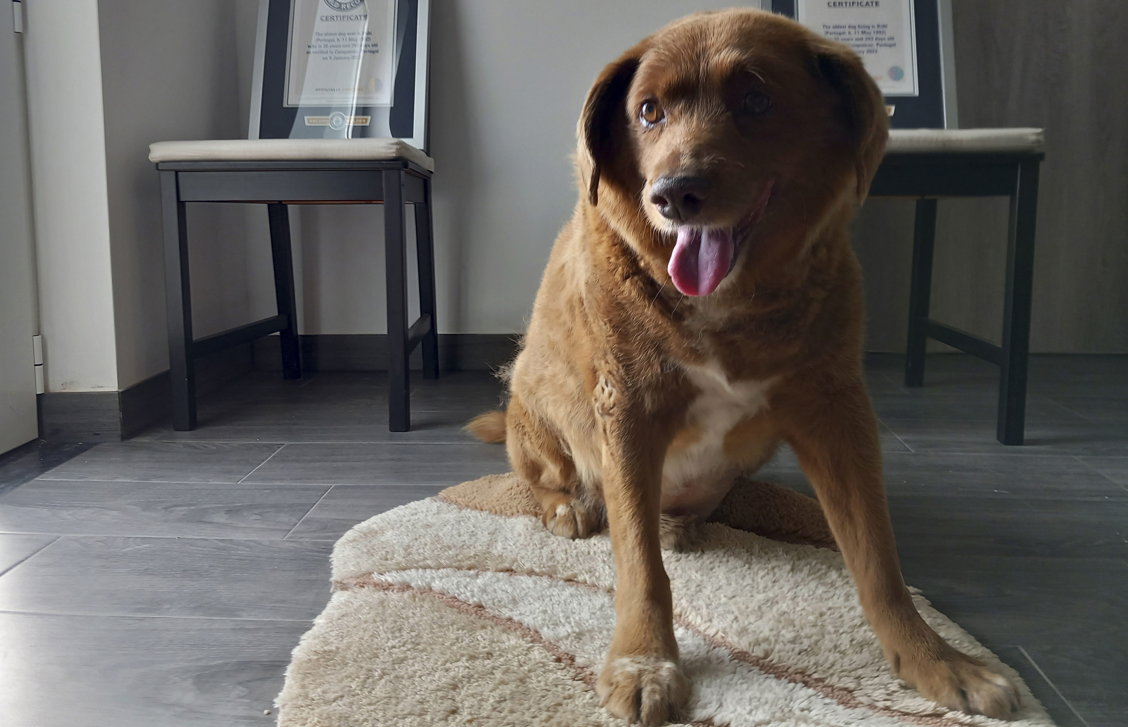 Bobi, a purebred Rafeiro do Alentejo Portuguese dog died over the weekend at 31 years old.