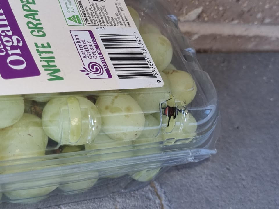 The live spider was spotted at the top of the box of grapes. 