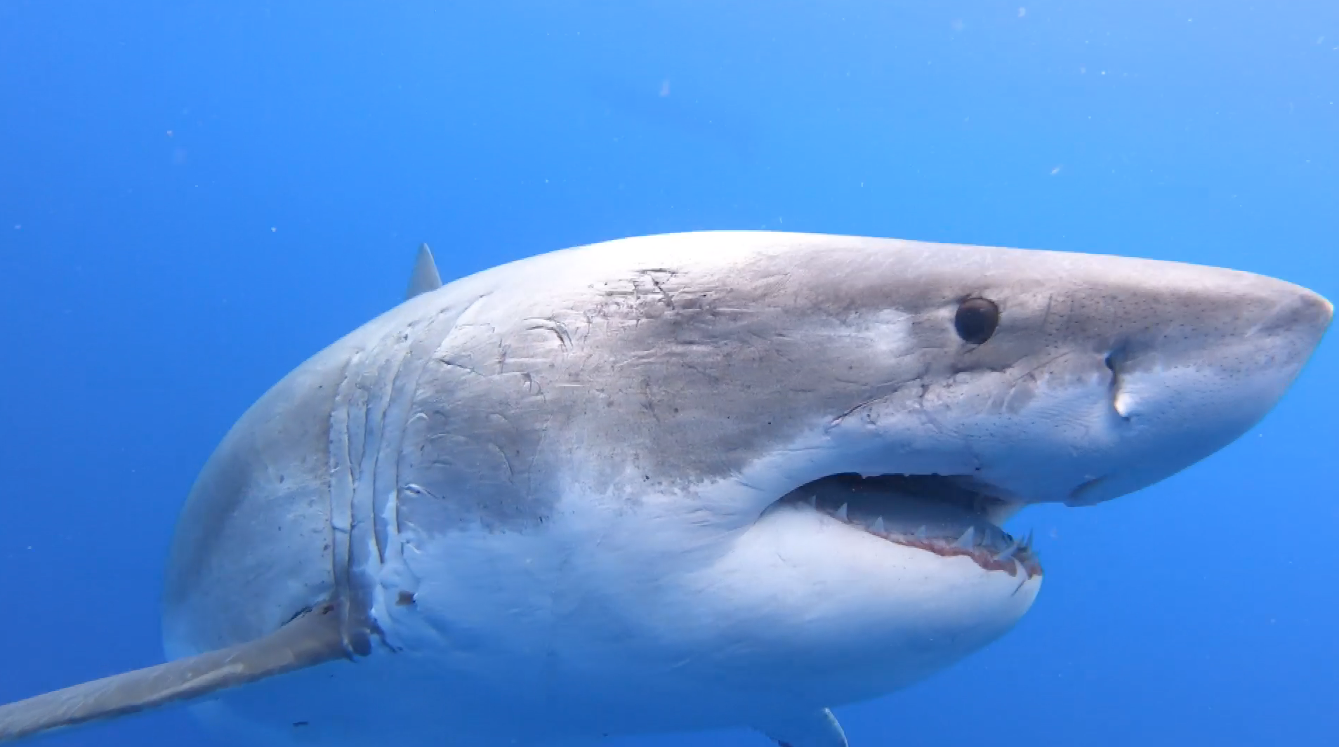 The numbers of greate white sharks in our ocean are decreasing and iis listed as vulnerable and migratory under the Environment Protection and Biodiversity Conservation Act 1999 in Australia.