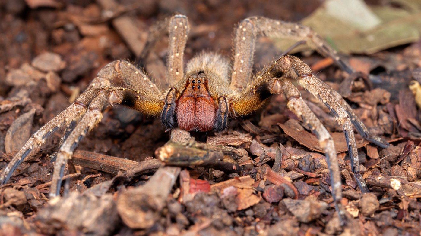 9 of the World's Deadliest Spiders