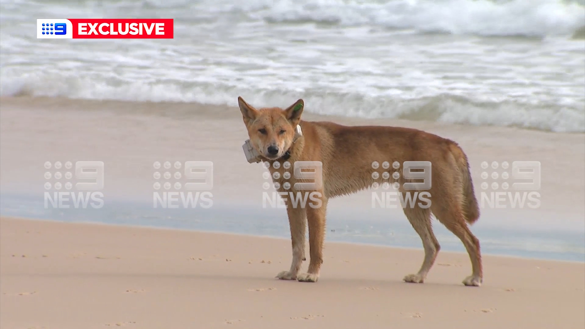 Footage obtained exclusively by 9News shows a pack of dogs believed to be those which attacked a 24-year old woman while jogging on K'gari in Queensland.