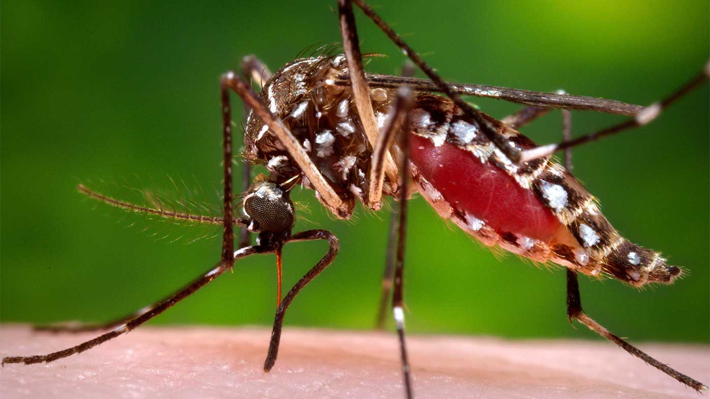 The Aedes aegypti mosquito spreads dengue fever, among many other diseases.