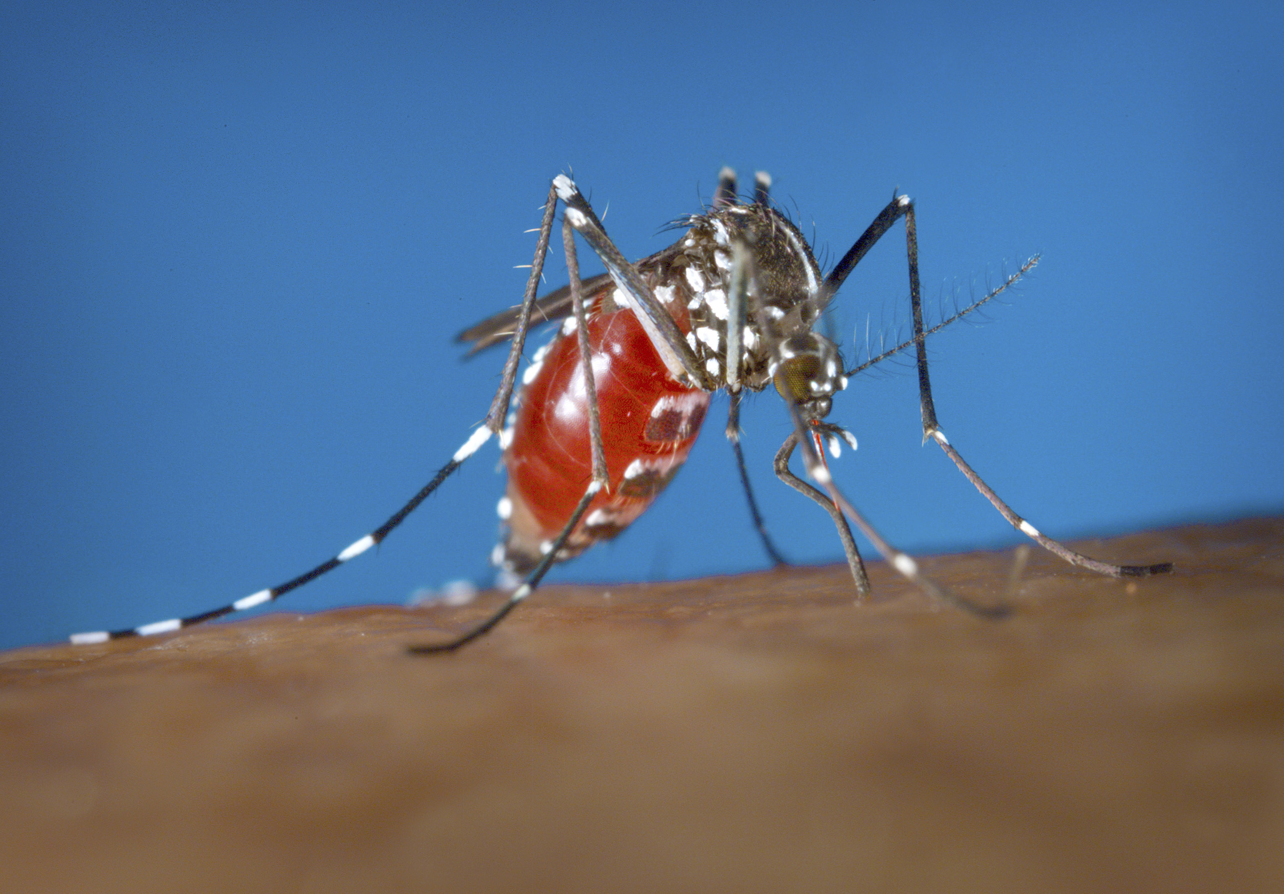 This 2003 photo provided by the Centers for Disease Control and Prevention shows a female Aedes albopictus mosquito acquiring a blood meal from a human host. (James Gathany/Centers for Disease Control and Prevention)