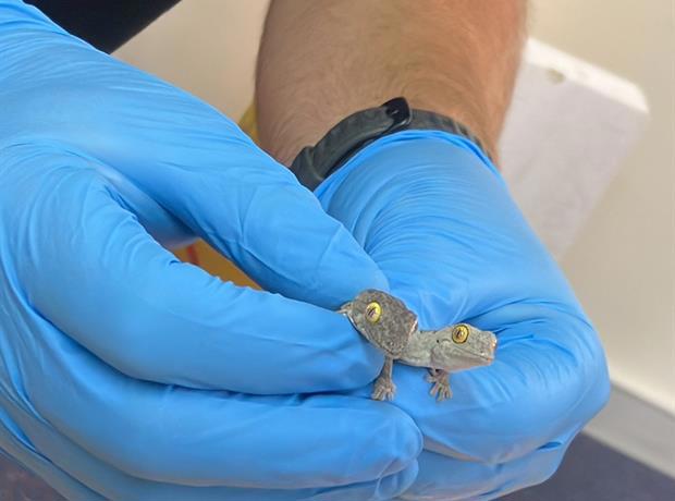 Lizards were allegedly found at the Perth home. 