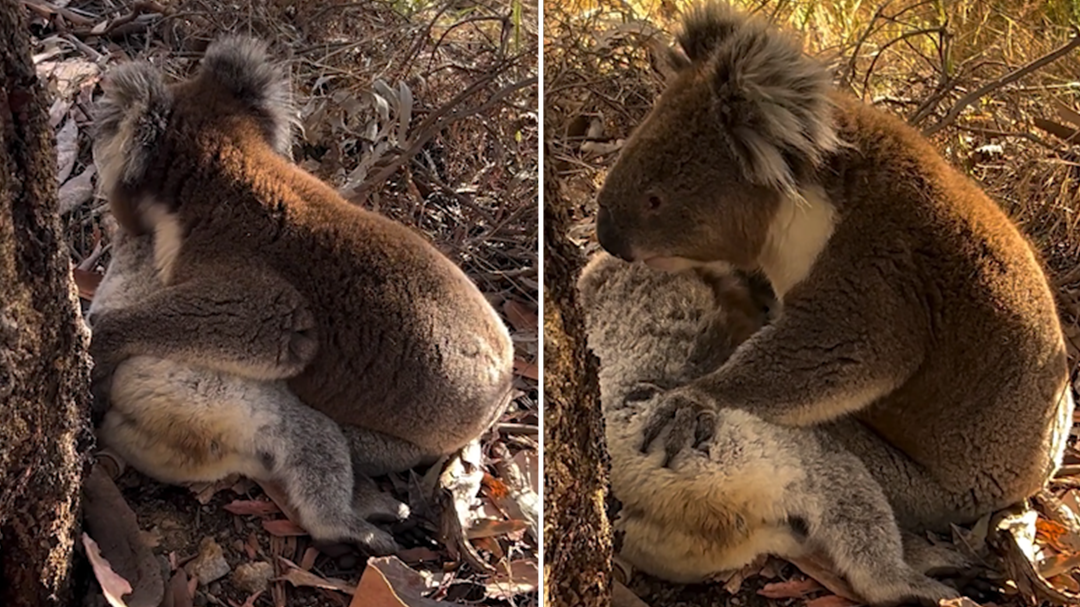 Koala captured grieving dead friend in heartwrenching video
