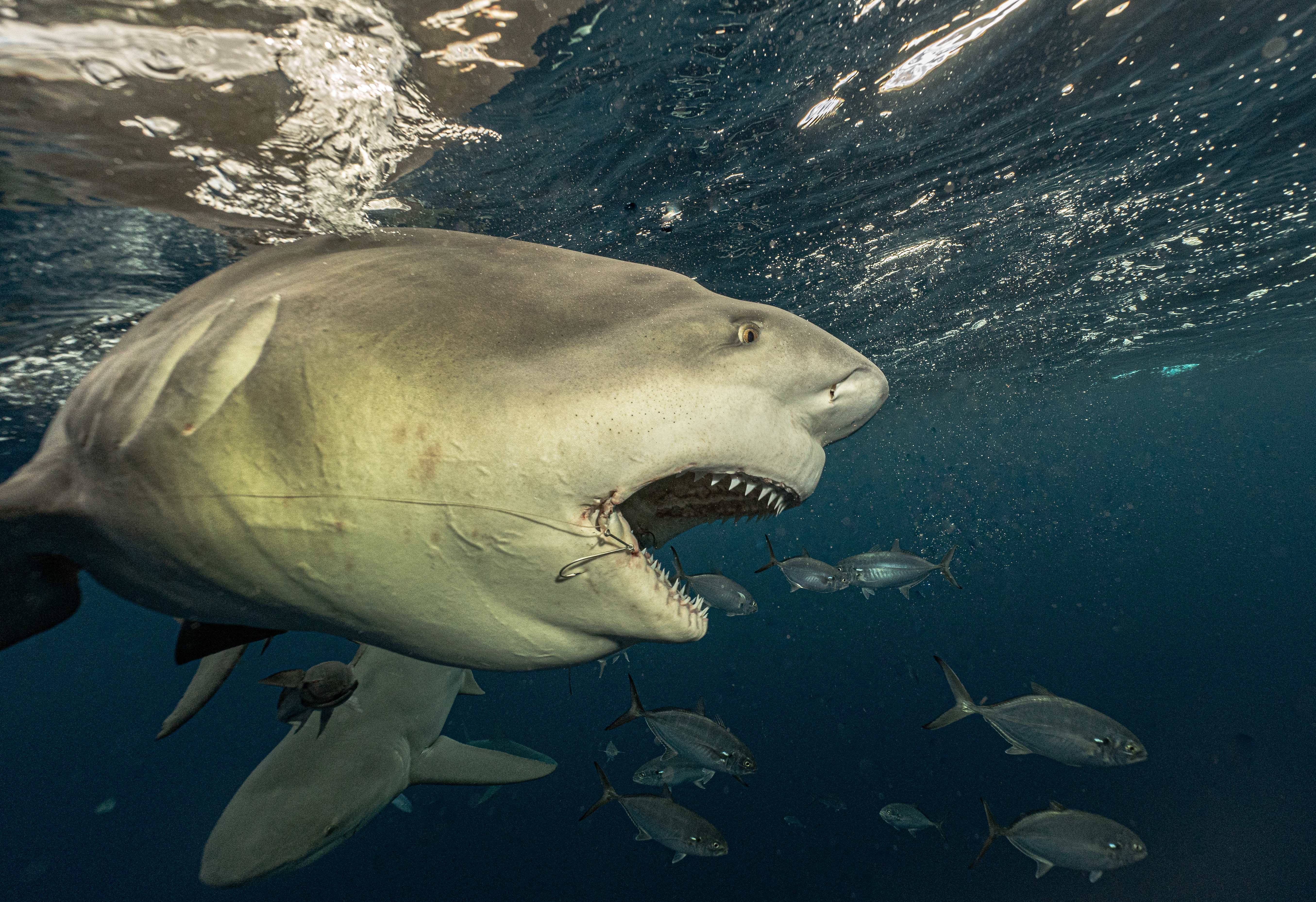 Often he finds bull sharks have hooks embedded in their mouths, after entanglements with fishermen's prey. 