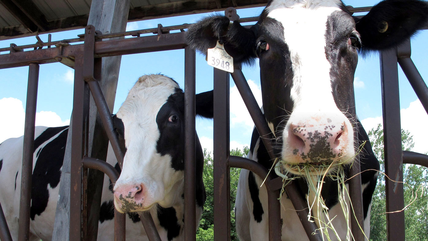 Cows at a dairy farm eat hay.