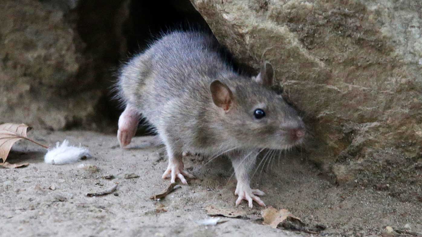 Las poblaciones de ratas han ido en aumento en Nueva York.
