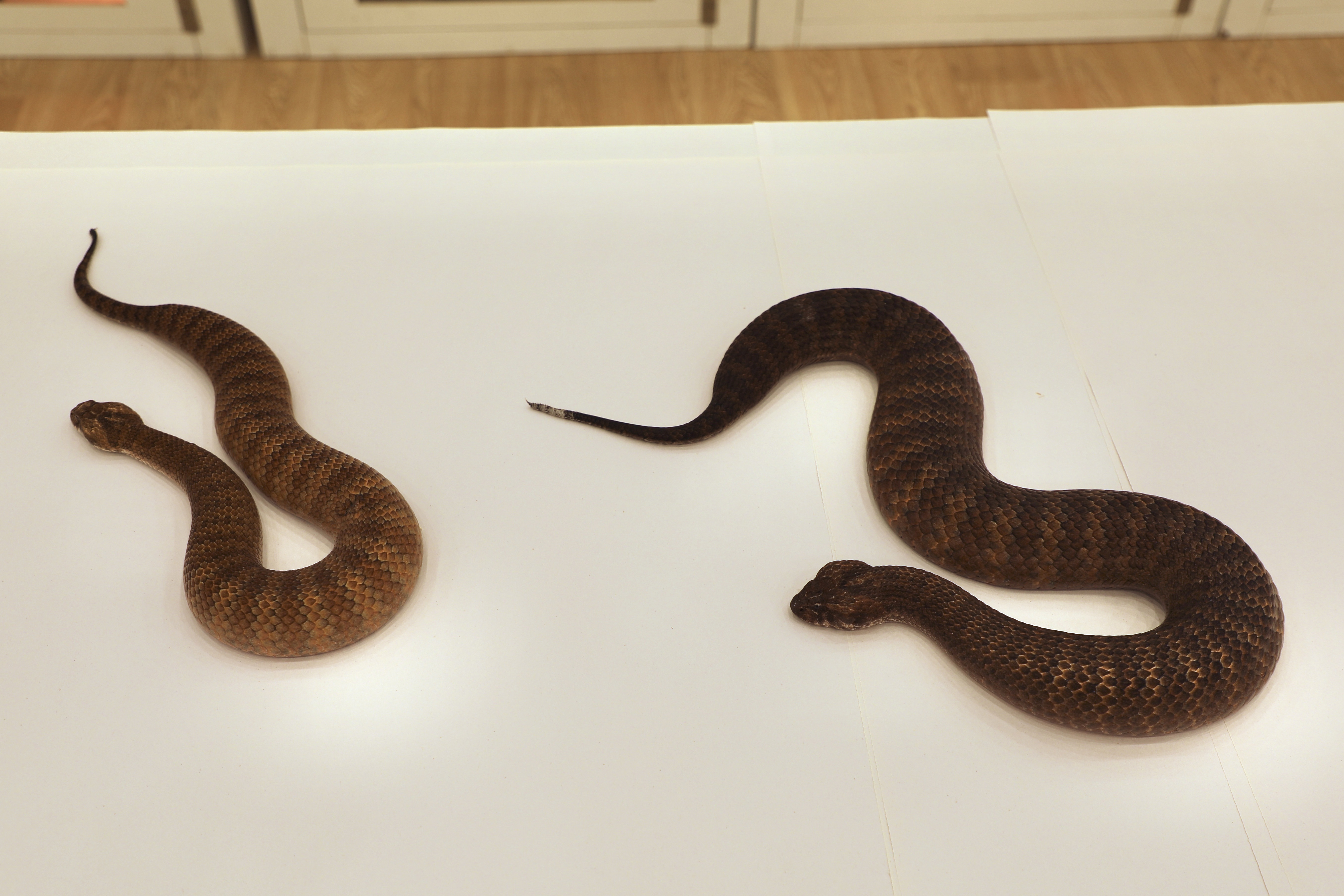 Shazza passed her health check with flying colours, she was more than double the average size for a death adder.
